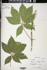 Aesculus glabra image