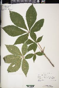 Aesculus glabra image