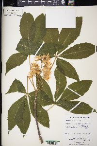 Aesculus glabra image