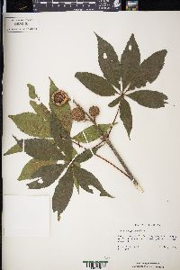 Aesculus glabra image