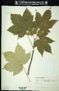 Acer pseudoplatanus image