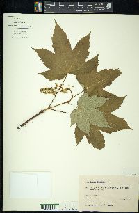 Acer pseudoplatanus image