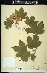 Acer pseudoplatanus image