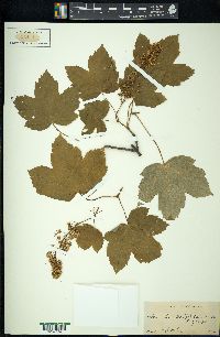 Acer pseudoplatanus image