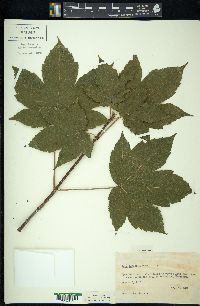 Acer pseudoplatanus image