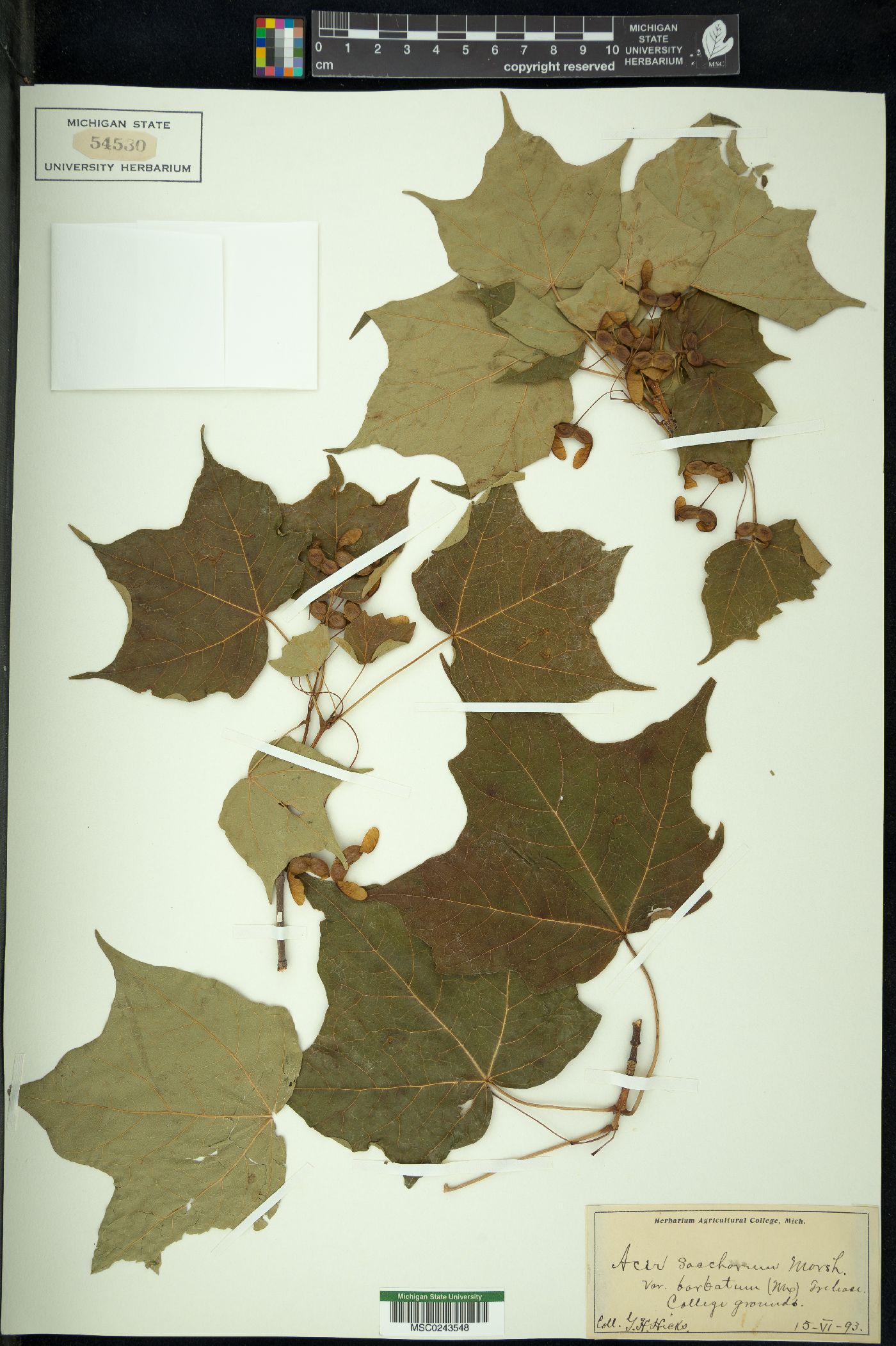 Acer saccharum var. barbatum image