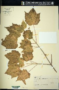 Acer spicatum image