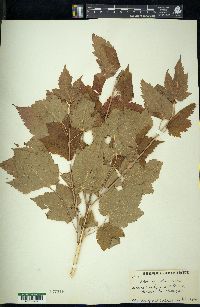 Acer spicatum image