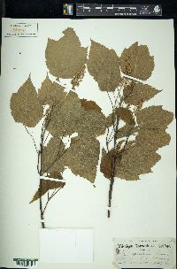 Acer spicatum image