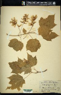 Acer spicatum image