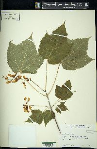 Acer spicatum image