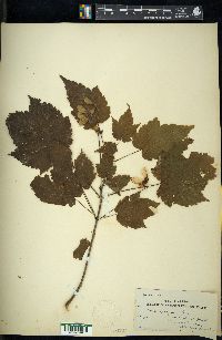 Acer spicatum image