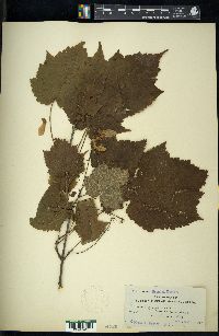 Acer spicatum image