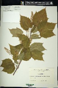 Acer spicatum image