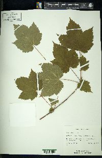 Acer spicatum image