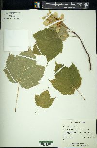 Acer spicatum image