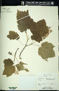 Acer spicatum image