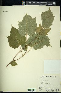 Acer spicatum image