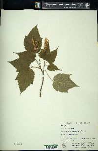 Acer spicatum image