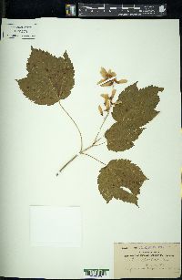 Acer spicatum image