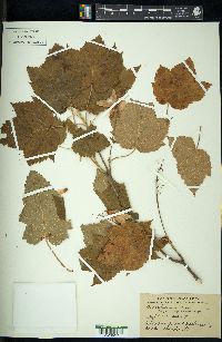 Acer spicatum image