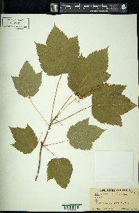 Acer spicatum image