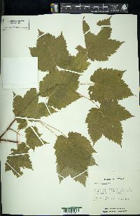 Acer spicatum image