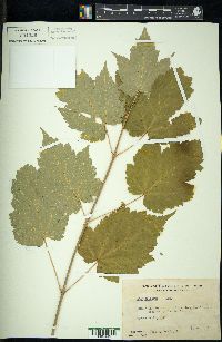 Acer spicatum image