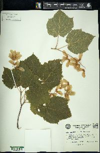 Acer spicatum image