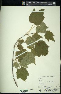 Acer spicatum image