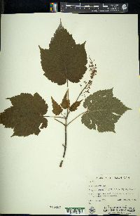 Acer spicatum image