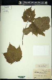 Acer spicatum image