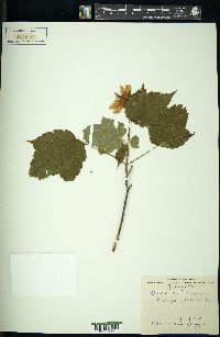 Acer spicatum image