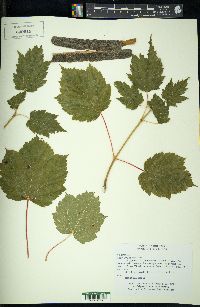 Acer spicatum image