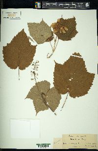 Acer spicatum image