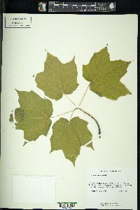 Acer nigrum image