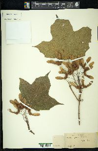 Acer nigrum image