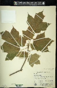 Acer nigrum image