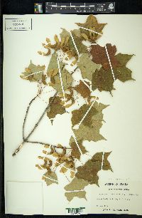 Acer nigrum image