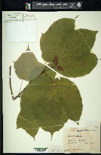Acer pensylvanicum image