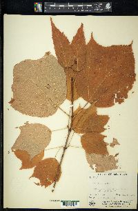 Acer pensylvanicum image