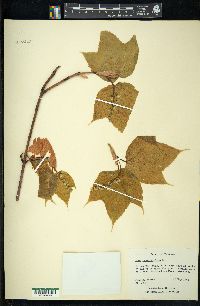 Acer pensylvanicum image