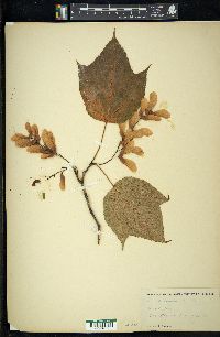 Acer pensylvanicum image