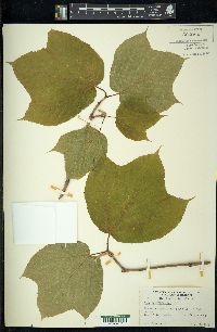 Acer pensylvanicum image