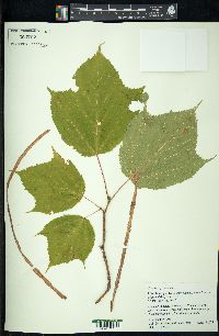 Acer pensylvanicum image