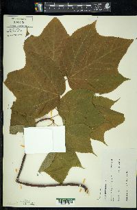 Acer pensylvanicum image