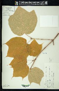 Acer pensylvanicum image