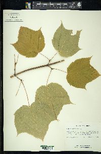 Acer pensylvanicum image