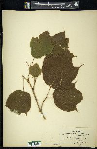 Acer pensylvanicum image