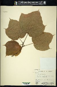 Acer pensylvanicum image